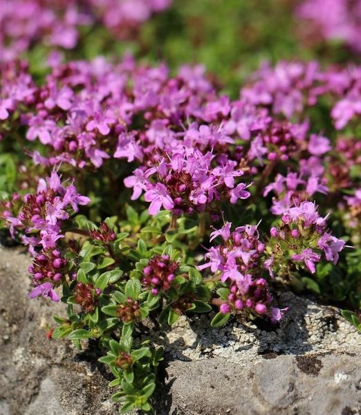 Thymus serpyllum 'Magic Carpet'